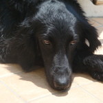 タベルナ ロンディーノ - 2009/05 