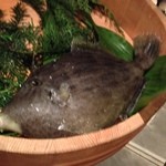 舞桜 - ピチピチ生きてるカワハギくん