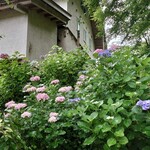 慈久庵 - 紫陽花