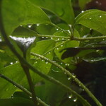 レストラン クレチュール - 雨の緑