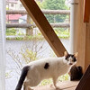 カフェ&ショップ ヤマセミ - テラスで寛いでいたチャップリン猫