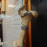 一条流がんこ総本家分家四谷荒木町 - 