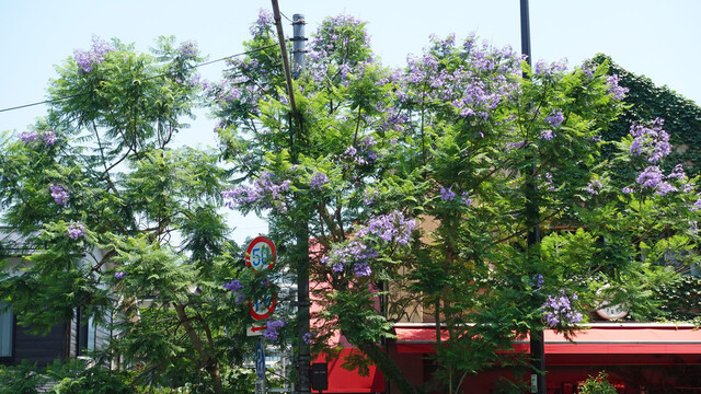 オニオン グラタンとブフ ブルギニョン By マダム チェチーリア ル コントワール オクシタン 旧店名 ル ビストロ パッション 代官山 フレンチ 食べログ