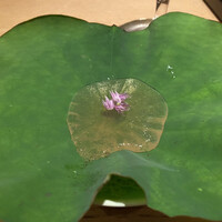 日本料理　かこみ - 