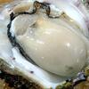 房総魚男 - 料理写真:超希少　徳島産8年物「天然岩牡蠣」入荷しました！！