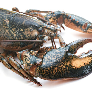 肉の匠 将泰庵_2