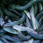 うなぎの中庄 - 