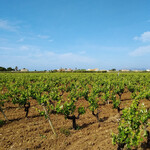 Pinosalice - トラーパニ、マルサラ地区のブドウ畑