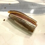 小判寿司 - 小鰭