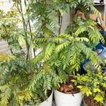 アフターグロウ - 