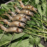 フロリレージュ - 長良川？琵琶湖？
      忘れました‍m(_ _)m
      天竜川だったような