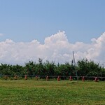 オウ ショウ カフェ - 