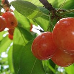 オウ ショウ カフェ - 