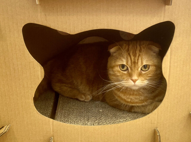 相変わらず猫の数は少ないけど 再訪 By 踊る埴輪 ねこカフェマリーナ 江波 その他 食べログ