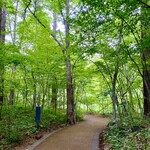 丸山珈琲  - 緑に包まれた小径