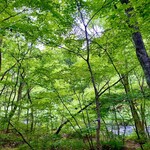 丸山珈琲  - 美しい緑と川の流れ