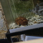 割烹 利助 - 水槽の中のくつ海老