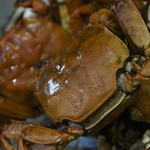 割烹 利助 - モズクガニアップ