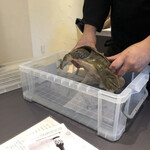 プレゼンテ スギ - 天然のスッポン