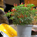 庚申酒場 - 和え物の唐辛子はこれを使いました～～