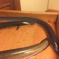 日本料理 梅林 - 