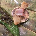 魚菜料理 縄屋 - 栄螺の歯⁈と◯◯