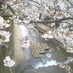 酒飯場 十六貫 - 春は石神井川でお花見です。