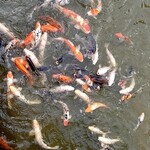 篝火の湯 緑水亭 - 庭園(餌付けされた鯉)