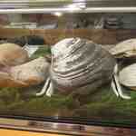 登志鮨 - 大きな北寄貝