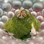 天ぷら  やました - 天ぷらやました(鶏むね肉とオクラのジュレ)