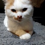 桃ねこ - 