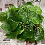 とおの屋 要 - 参考：食べ友さんから柿の葉が届きました