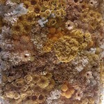 ロクシタンカフェ SHIBUYA TOKYO - 