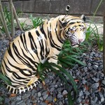 Hungry Tiger - 