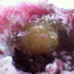 埜庵 - Wぶどう（大粒ピオーネ入りのゼリー入り）*2012.10