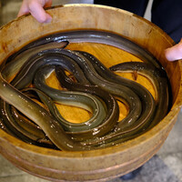 炭焼鰻 寝床 福島店 - 