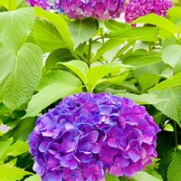 日本料理 柳燕 - ◎人形町の路地に咲く紫陽花。