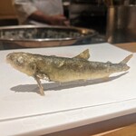 神楽坂 よこ田 - 