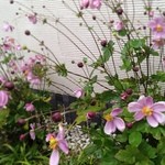 ぎお門 - 植込みの花