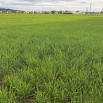 レストラン ウオゼン - 周りは田んぼ