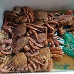 一条流がんこ総本家分家四谷荒木町 - 「活き毛ガニ１０キロ」