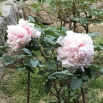 Inoue Botandou - 