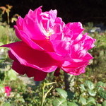 はーばりすとくらぶ・美山 - バラ園　ハーブ園