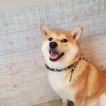 鎌倉乃豆柴カフェ - 