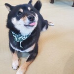 鎌倉乃豆柴カフェ - 