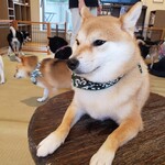 鎌倉乃豆柴カフェ - 