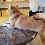 鎌倉乃豆柴カフェ - 