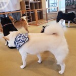 鎌倉乃豆柴カフェ - 