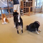 鎌倉乃豆柴カフェ - 