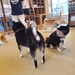 鎌倉乃豆柴カフェ - 